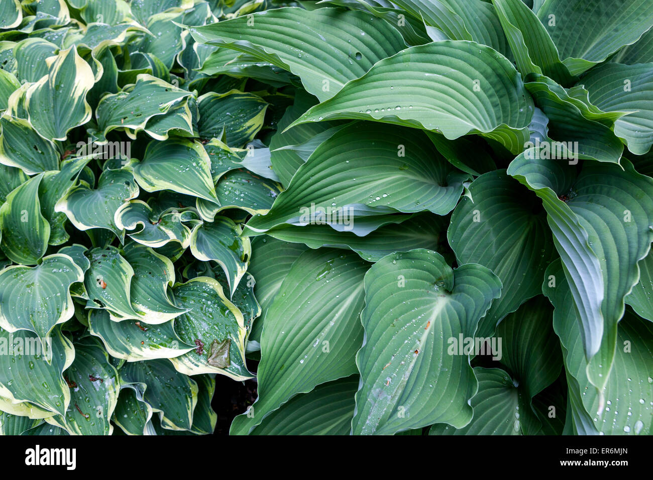 Plant with decorative and ornamental foliage - Hosta Stock Photo