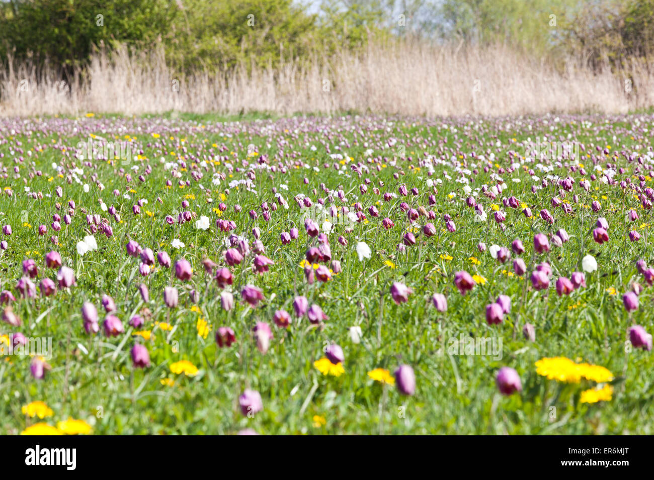 Snake's Head Fritillaries (Fritillaria meleagris) growing on North Meadow, Cricklade, Wiltshire UK - An SSSI and an NNR Stock Photo