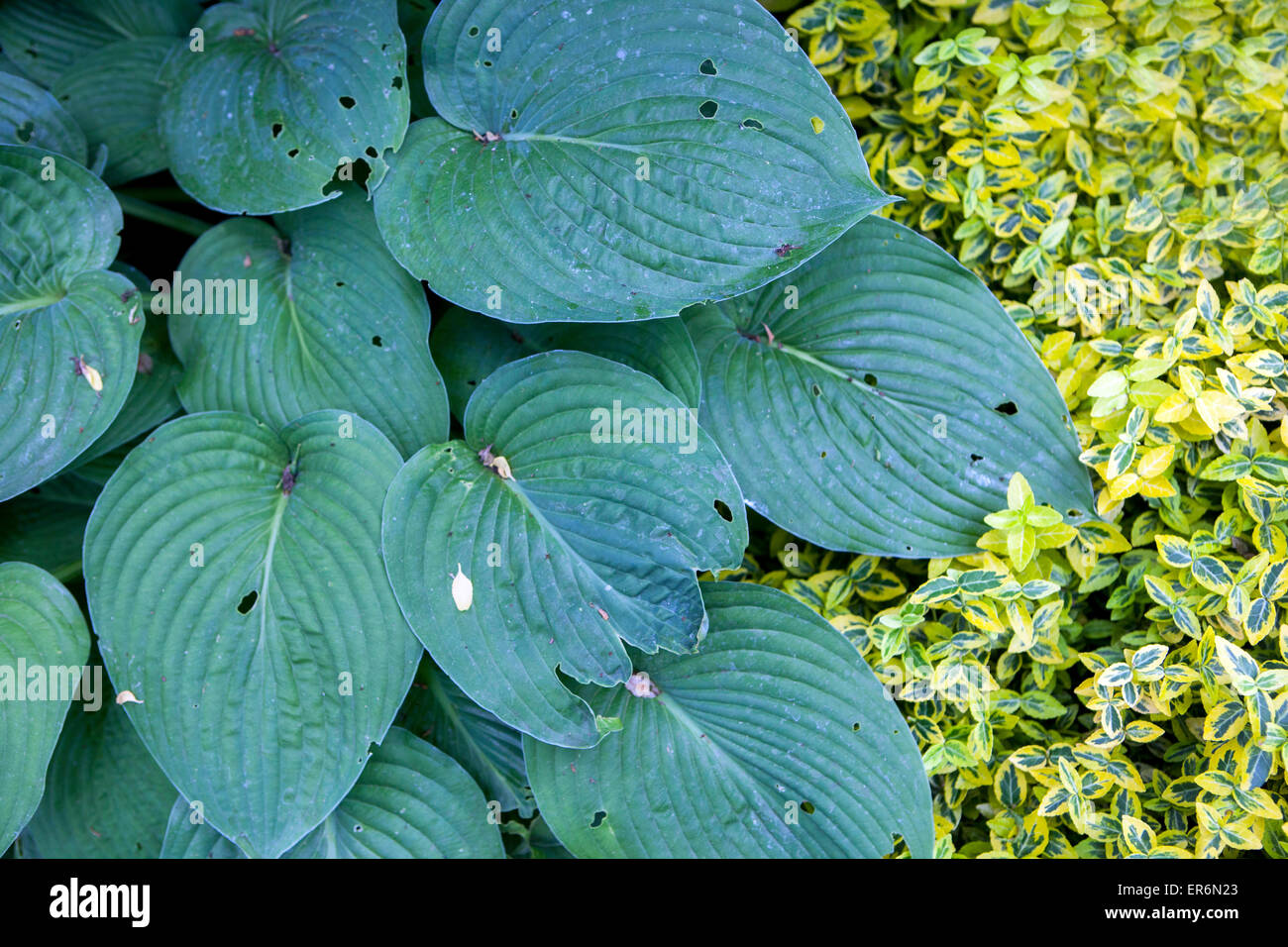 Plant with decorative and ornamental foliage - Hosta, Euonymus fortunei 'Emerald Gold' Stock Photo