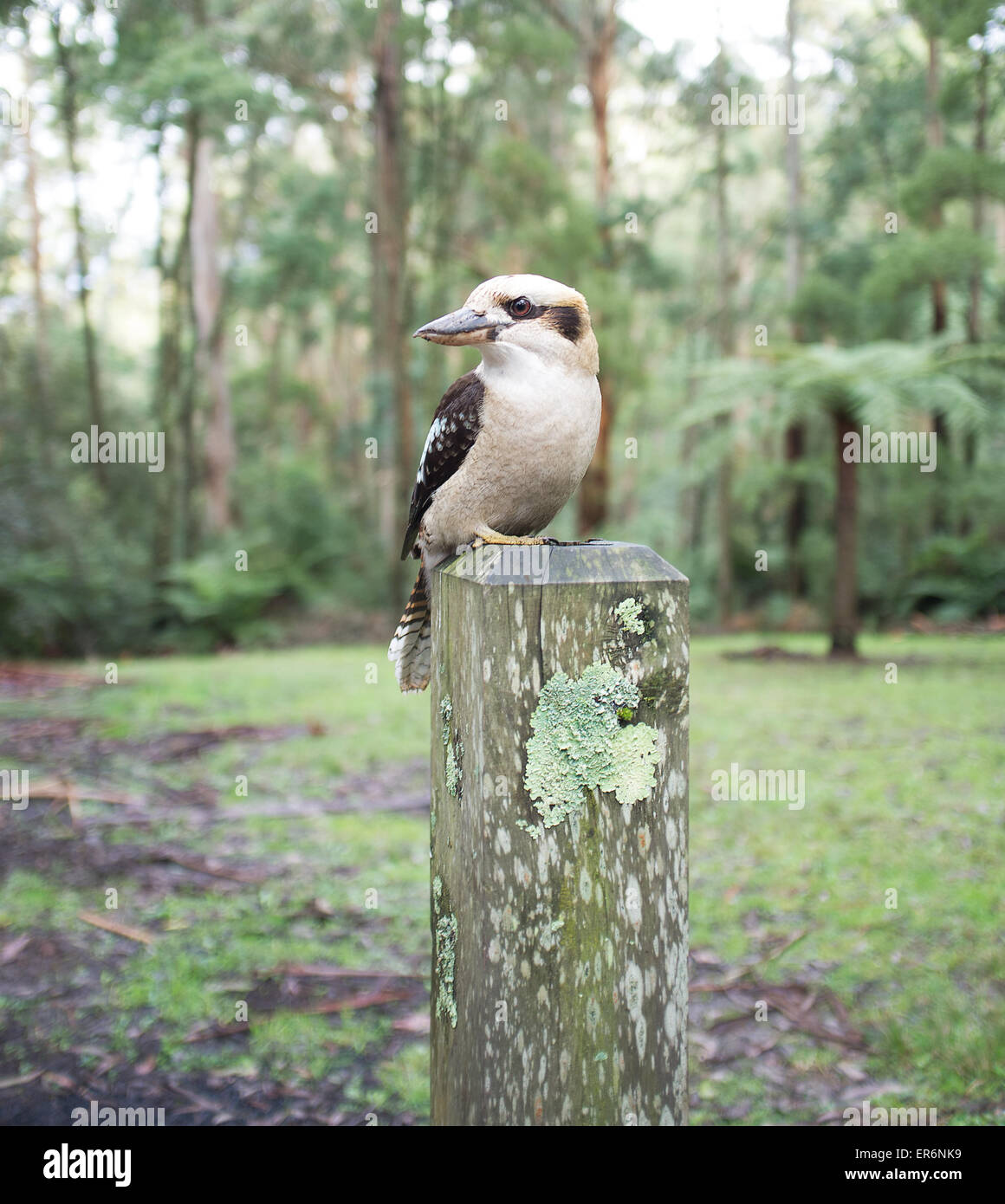 Laughing Kookaburra sitting on wooden pole. Stock Photo