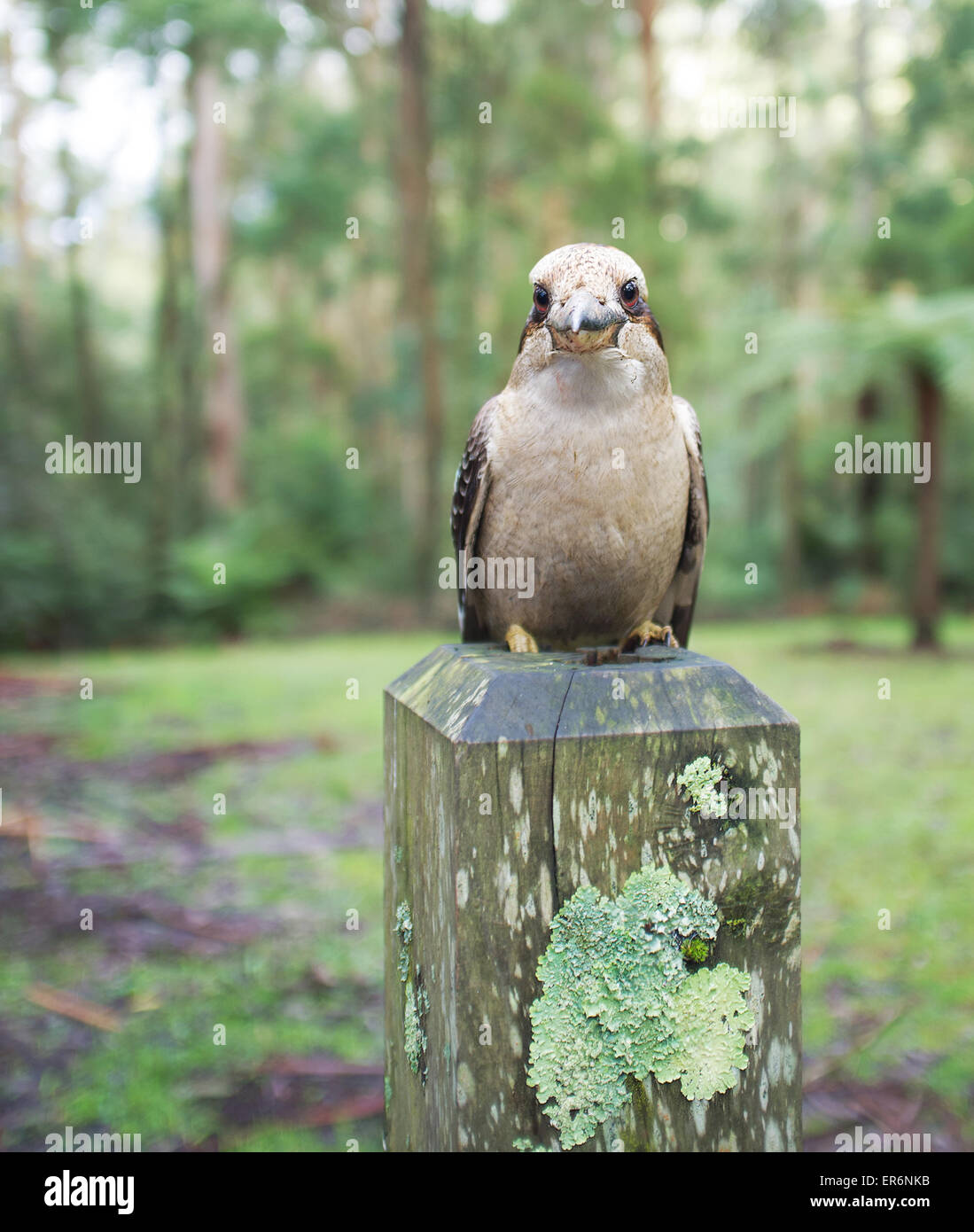Laughing Kookaburra sitting on wooden pole. Stock Photo