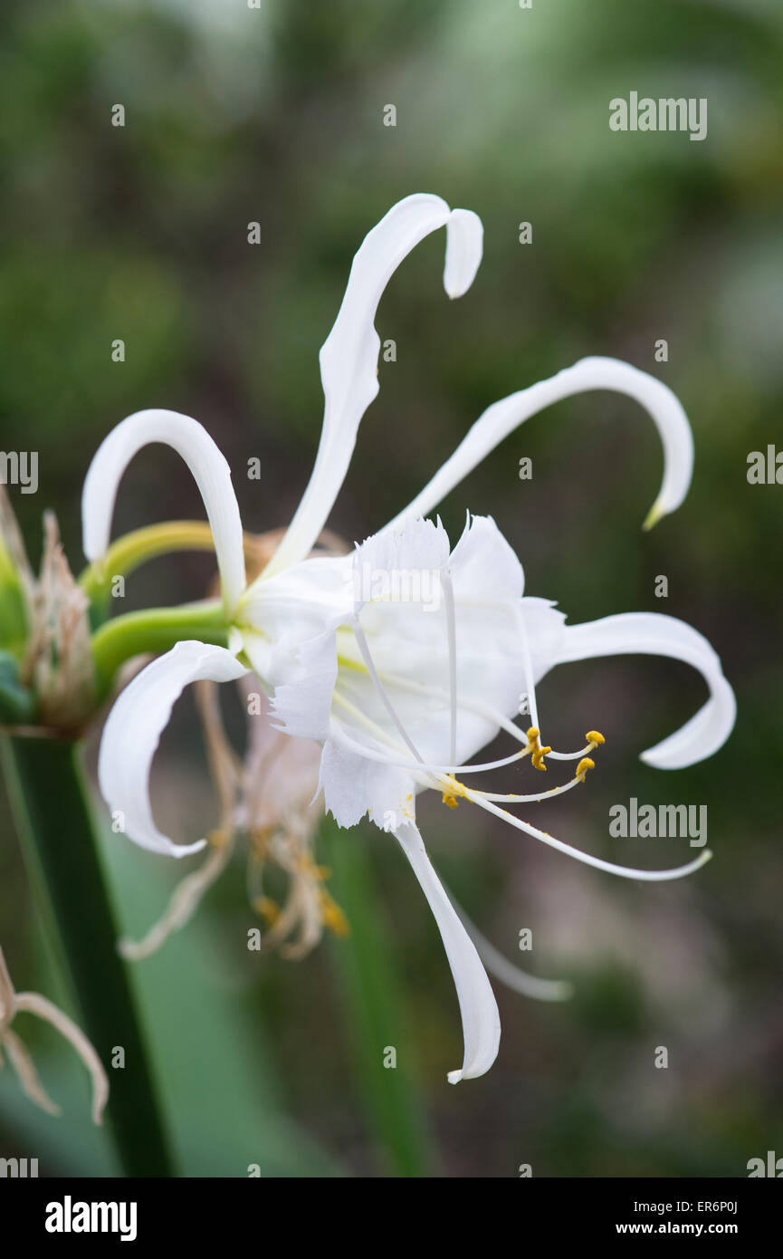 Hymenocallis narcissiflora. Peruvian daffodil. Basket flower. Lily Basket Stock Photo