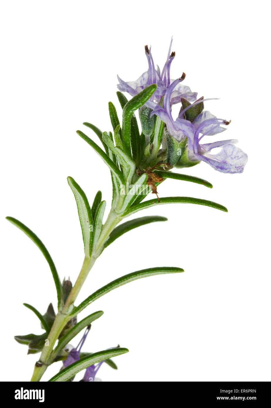 closeup of flowering rosemary twig isolated on white background Stock ...