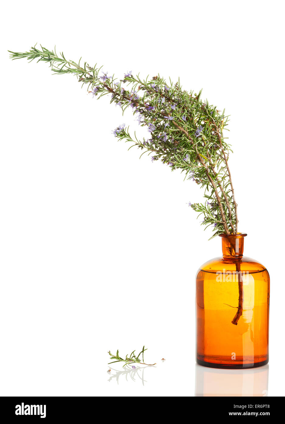flowering rosemary herb in vintage apothecary bottle isolated on white background Stock Photo