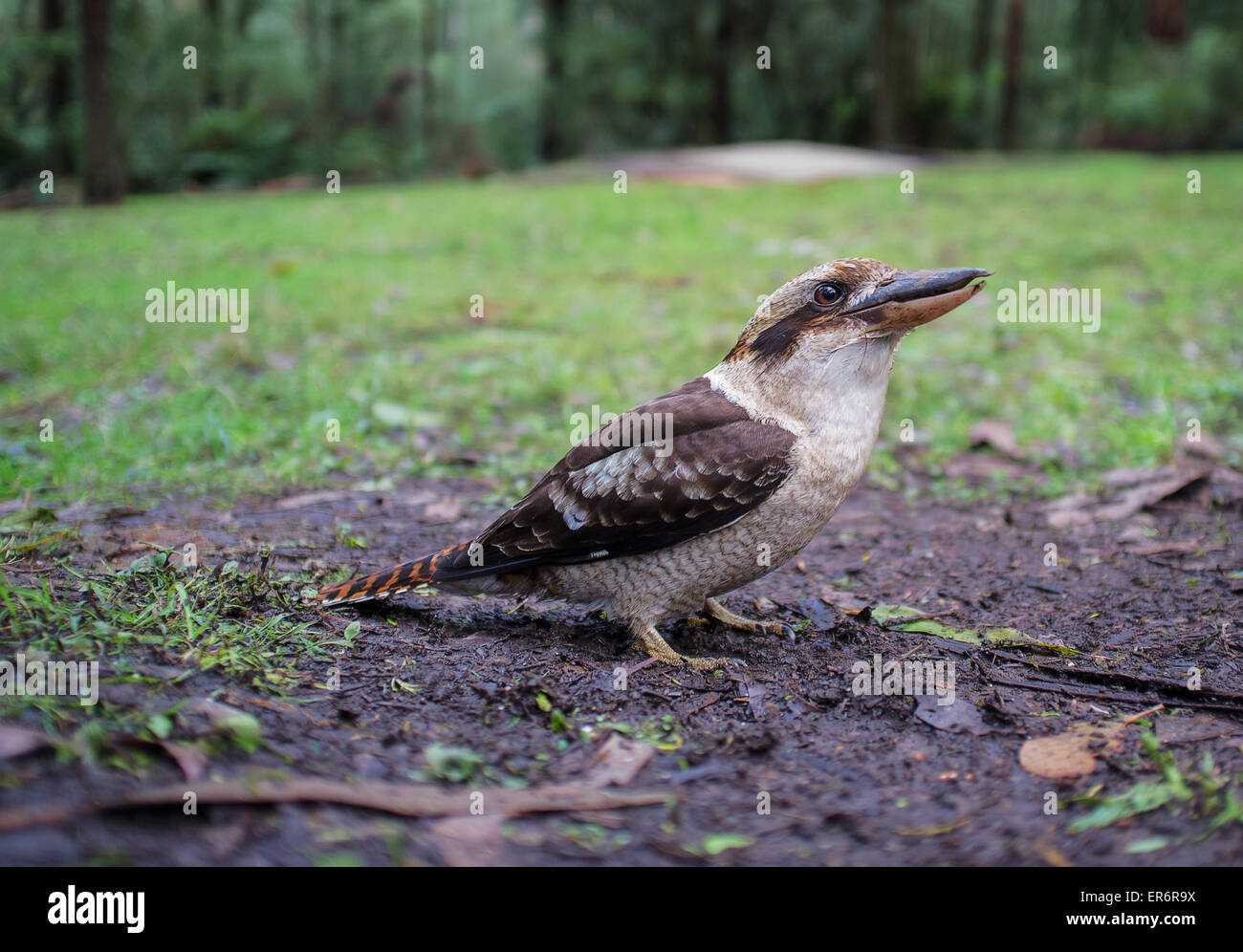 Laughing Kookaburra standing on the ground. Stock Photo
