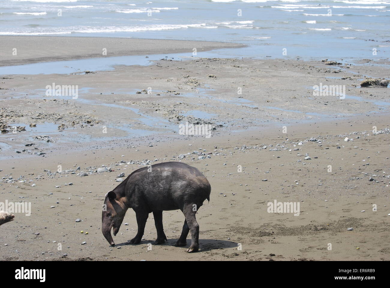 Baird's Tapir foraging on the beach at the Corcovado National Park, Costa Rica Stock Photo
