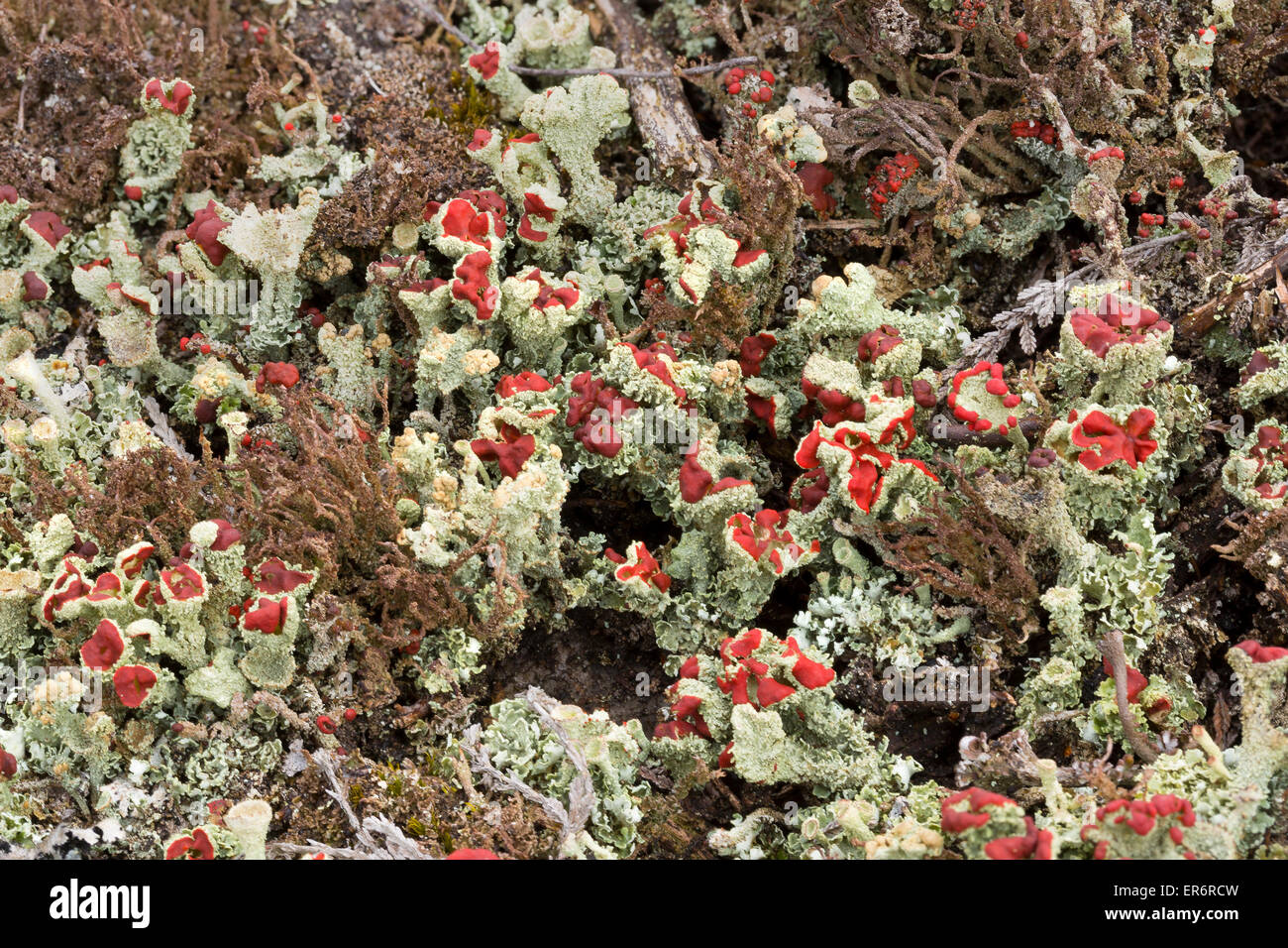 Cladonia diversa, a lichen.  Peak District, UK Stock Photo