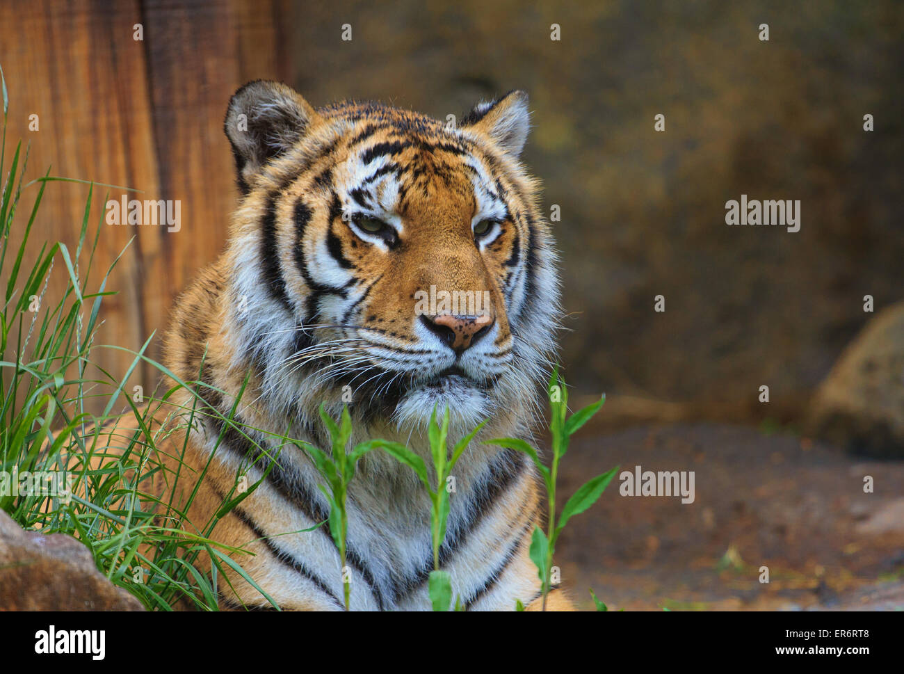 Female tiger hi-res stock photography and images - Alamy Female tiger hi-res stock photography and images - Alamy