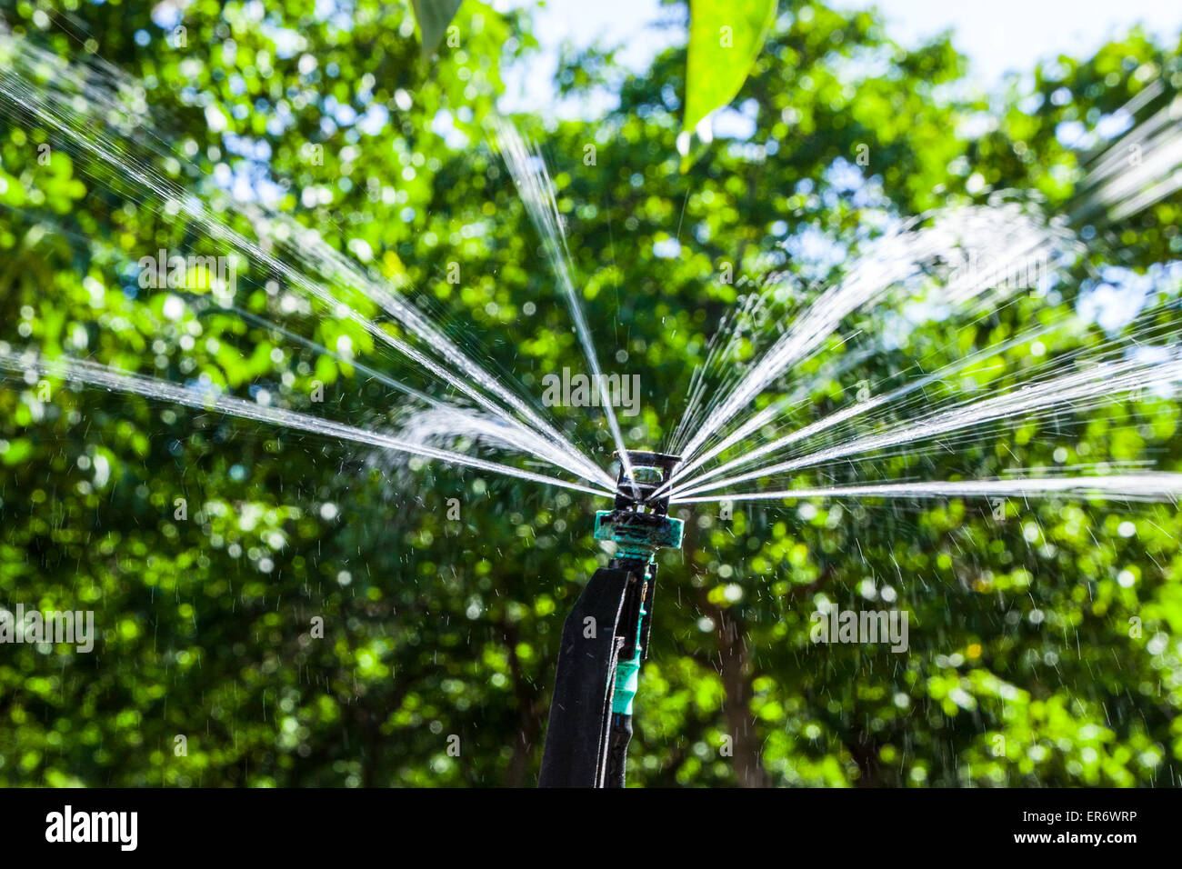 Drip irrigation being used in a California Walnut orchard in May 2015