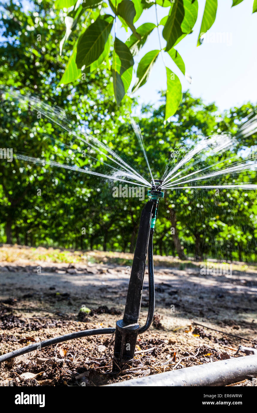 drip-irrigation-being-used-in-a-california-walnut-orchard-in-may-2015