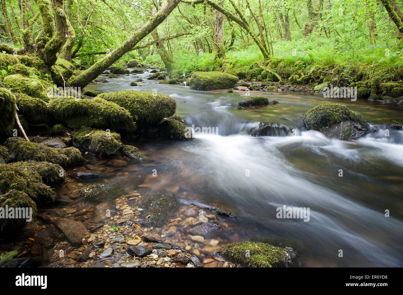 River Afon Brynberian pembrokeshire wales Stock Photo Alamy