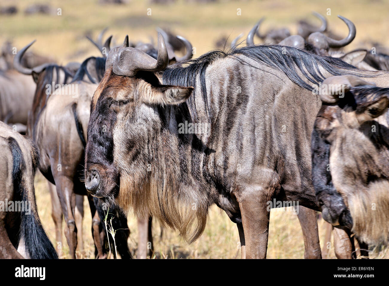 Wildebeests in Masai Mara Stock Photo