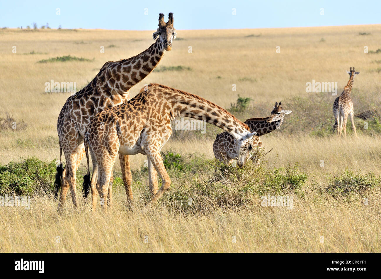 Giraffes in the Landscape of Masai Mara Stock Photo