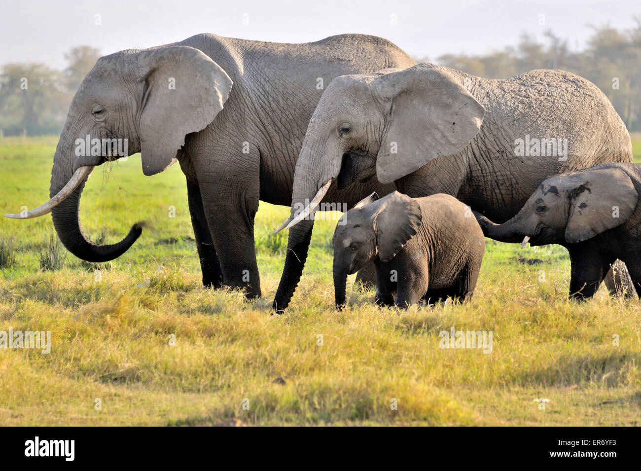 Elephants in Amboseli, Kenya Stock Photo