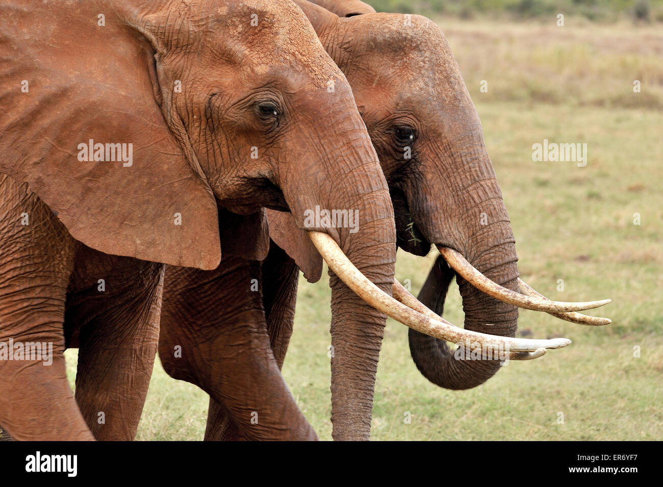Two Elephants walking side on side Stock Photo