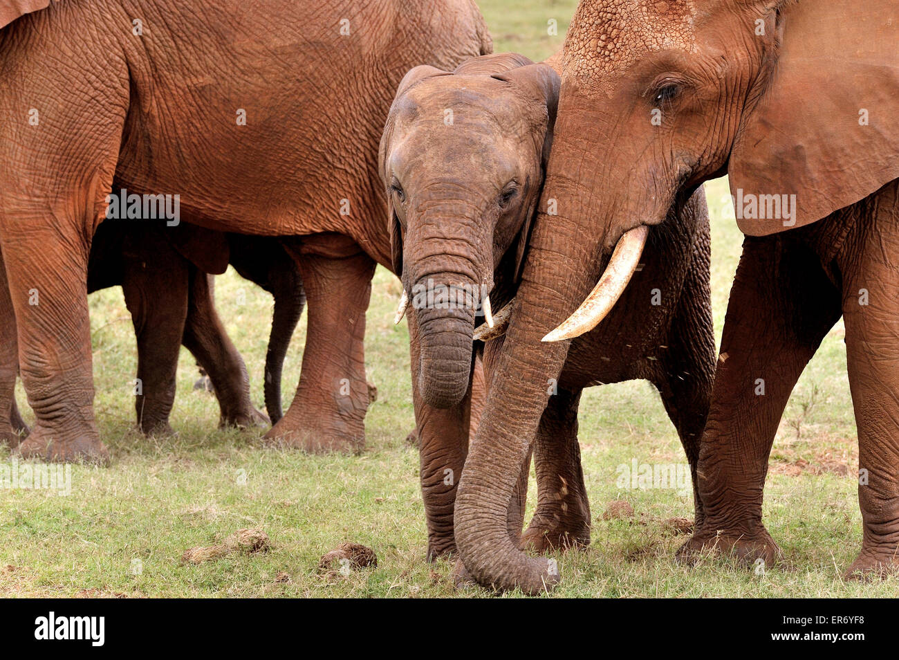 Young Elephant and its sister with tender feelings Stock Photo