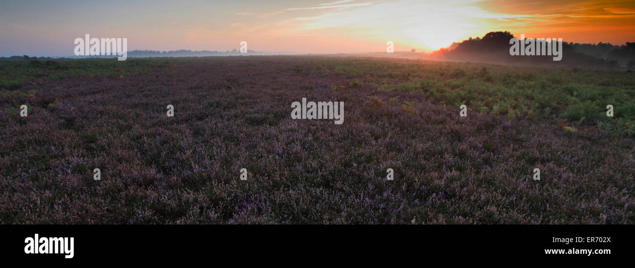 Misty morning sunrise; Ocknell Plain, New Forest National Park; Hampshire County; England; Britain, UK Stock Photo