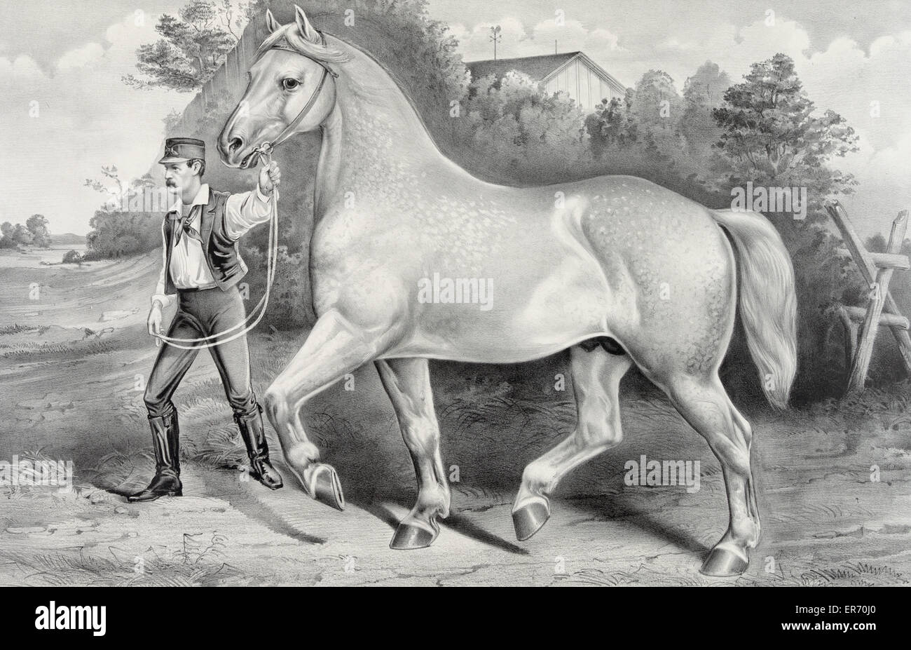 Percheron stallion Duc de Chartres, imported by A. Rogy: win Stock Photo