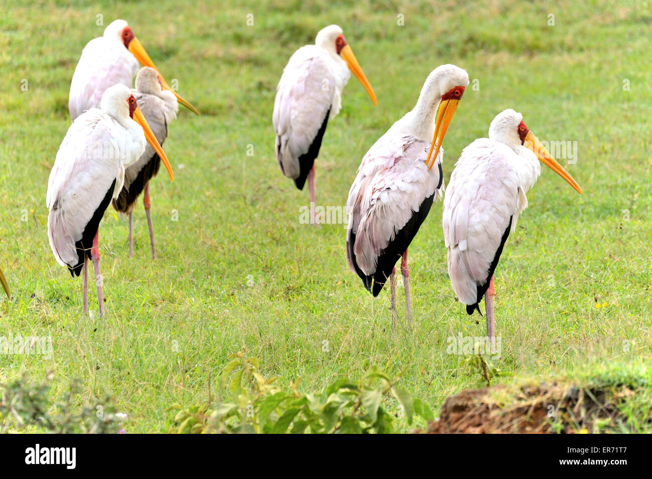 Group of Yellow- billed Storks at Lake Nakuru, Kenya, Africa Stock Photo