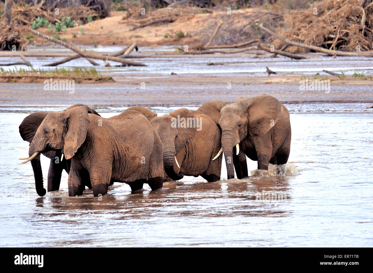 Elephants crossing river in Samburu Reserve Stock Photo