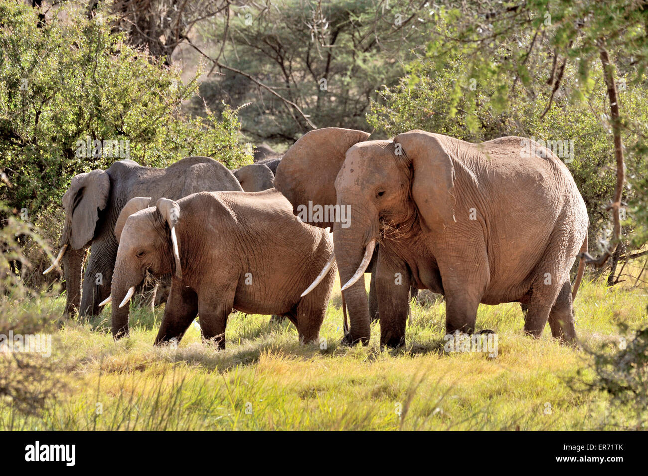 Family of elephants, group of elephants between green trees Stock Photo