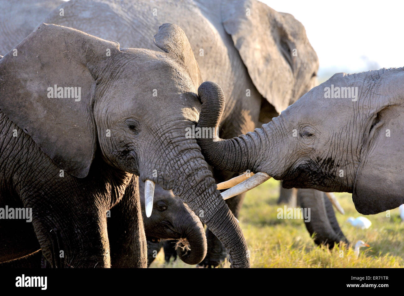 Two young elephants playing with their trunks Stock Photo