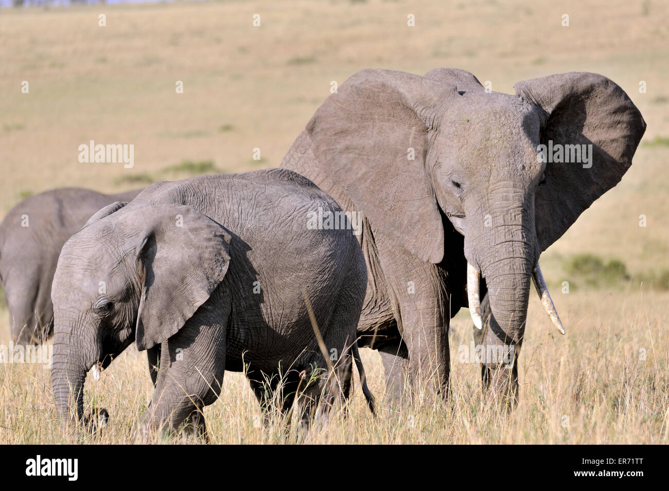 Young elephant and its mother in the Masai Mara Stock Photo