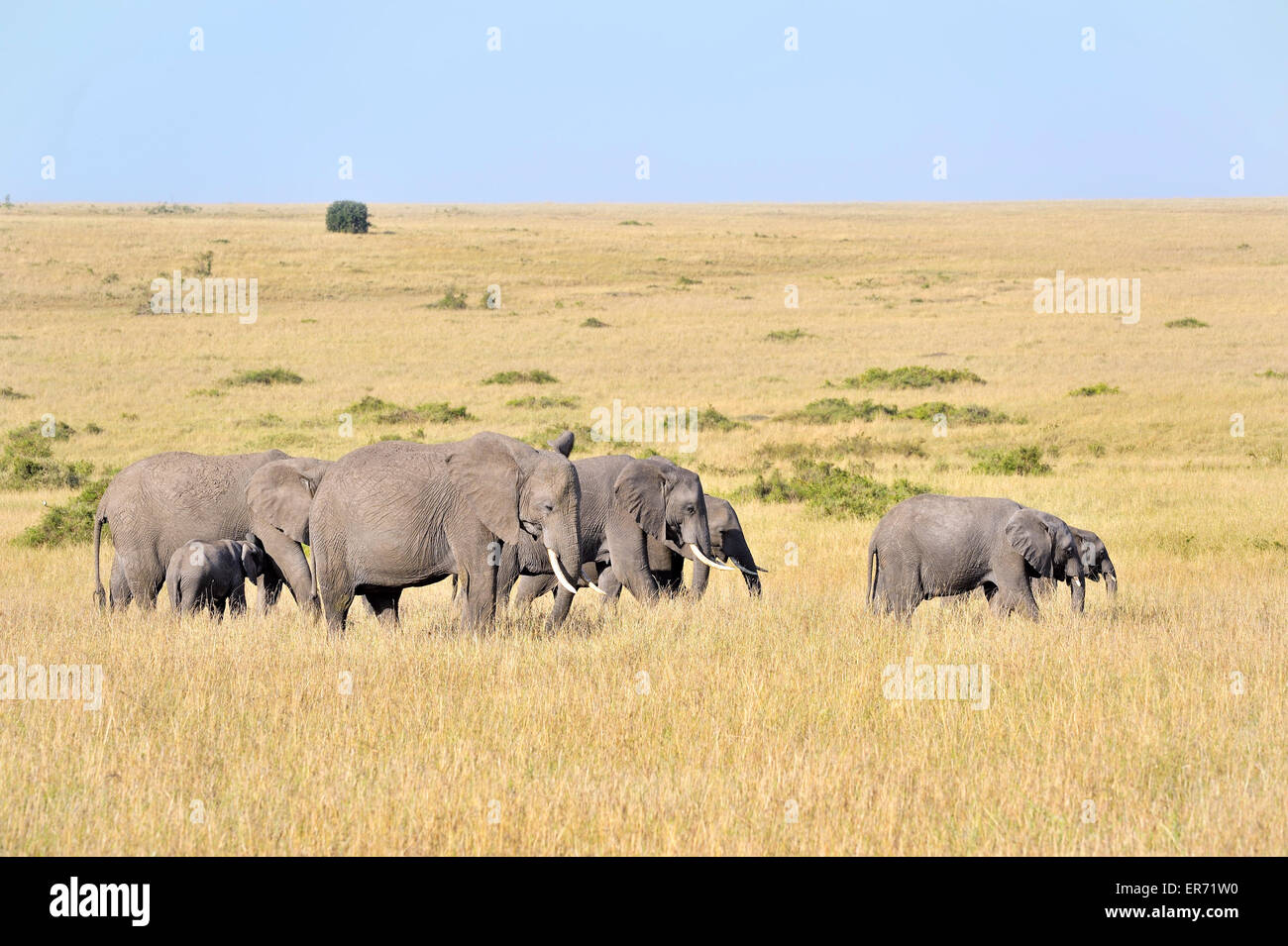 Group of elephants in Masai Mara Stock Photo