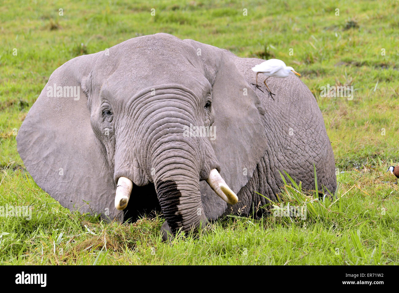 Elephant stands in the cooling mud of the swamps in Amboseli while eating grass Stock Photo