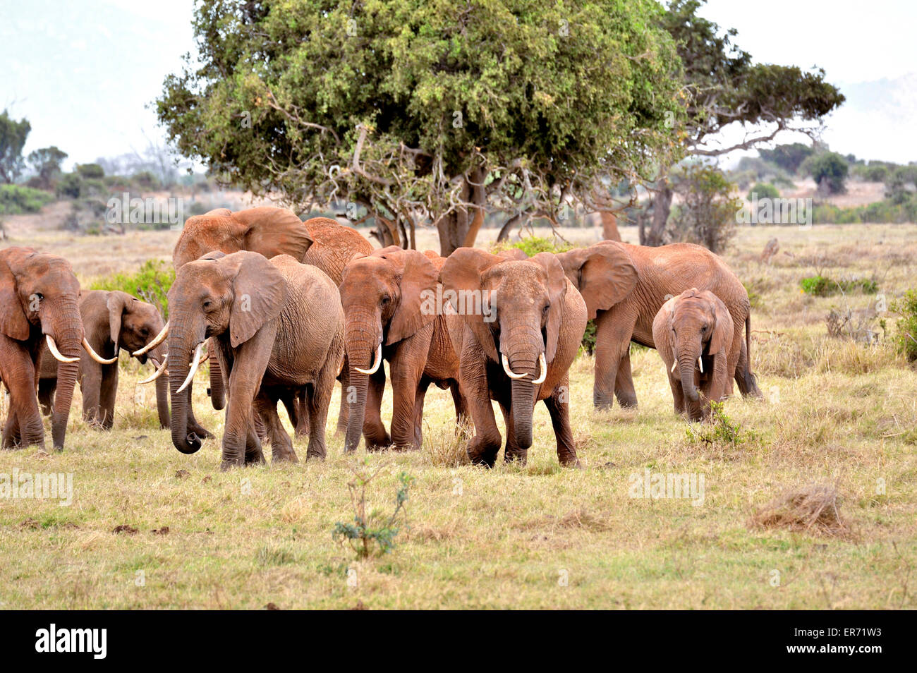 Herd of red colored elephants in National Park of Tsavo East, group of elephants Stock Photo