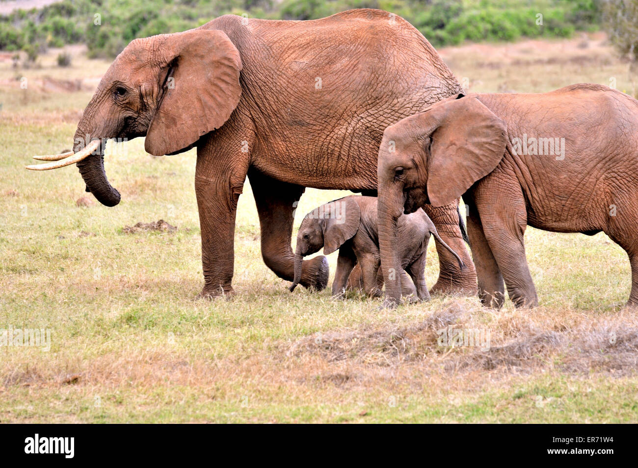 Three elephants in Tsavo East National Park, young baby and its parents Stock Photo