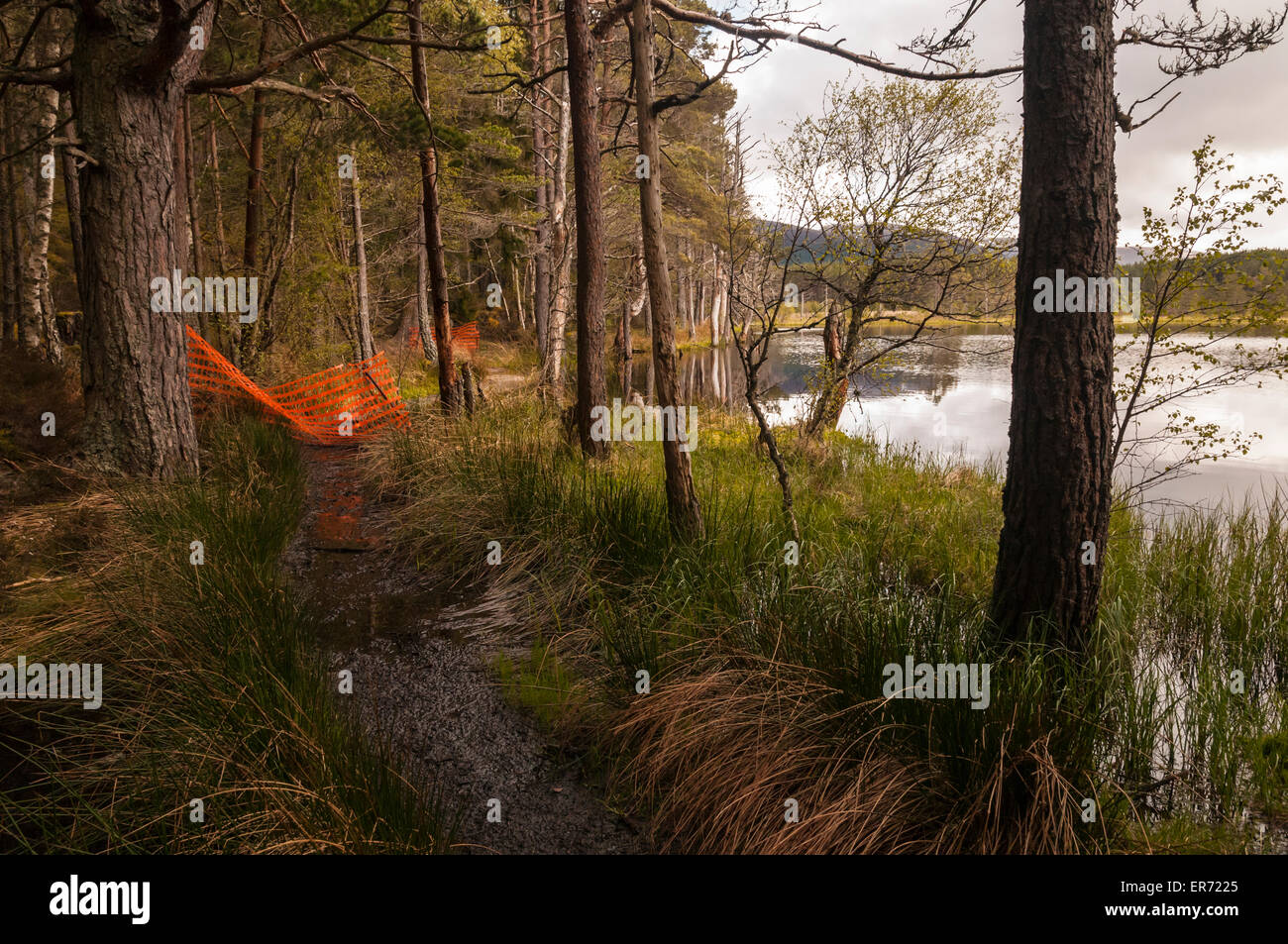 The White footpath closed due to rising loch waters at Uath Lochan, Inshraic Forest, Strathspey, Scotland Stock Photo