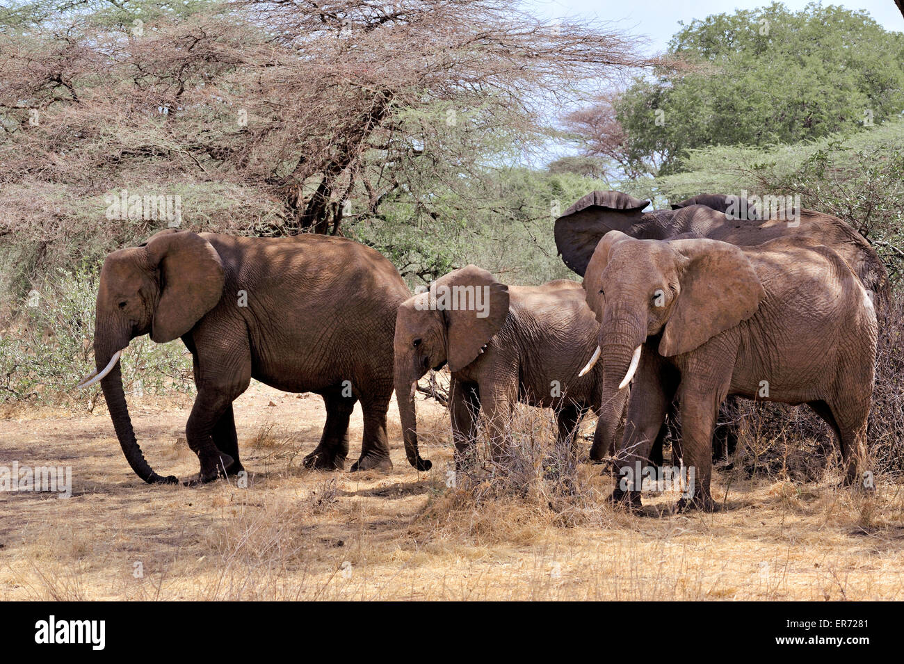Herd of elephants in national Park of Buffalo Springs, elephant family Stock Photo