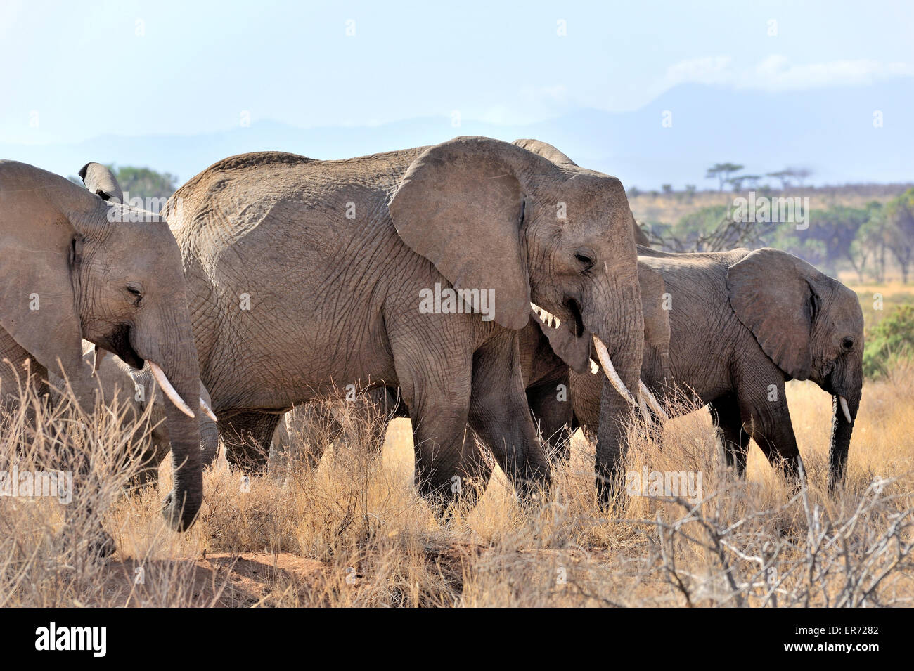 Elephants graze in Samburu Reserve, Africa Stock Photo