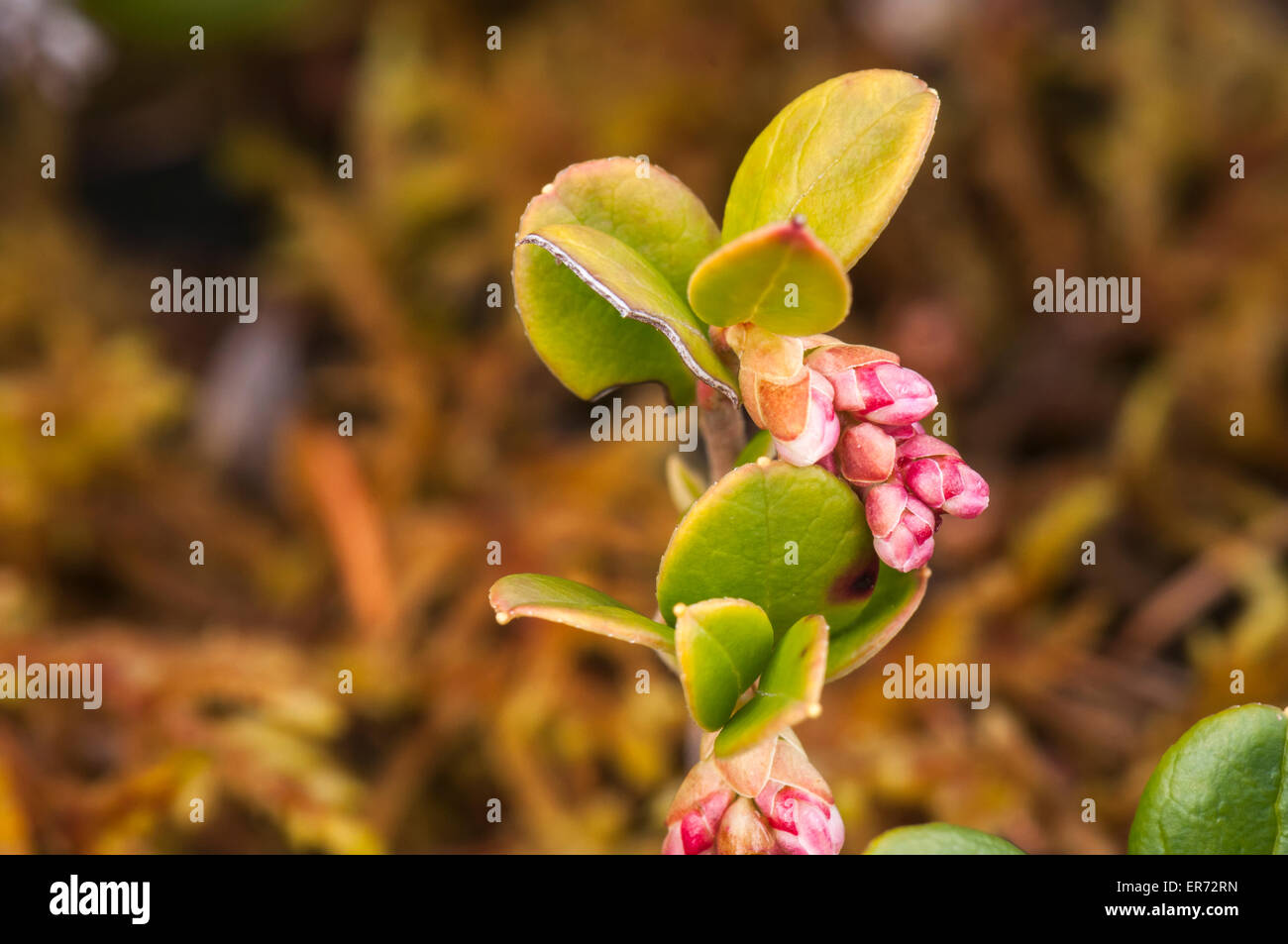 A macro image of the Cowberry, Vaccinium vitis-idaea, buds closed up. Stock Photo