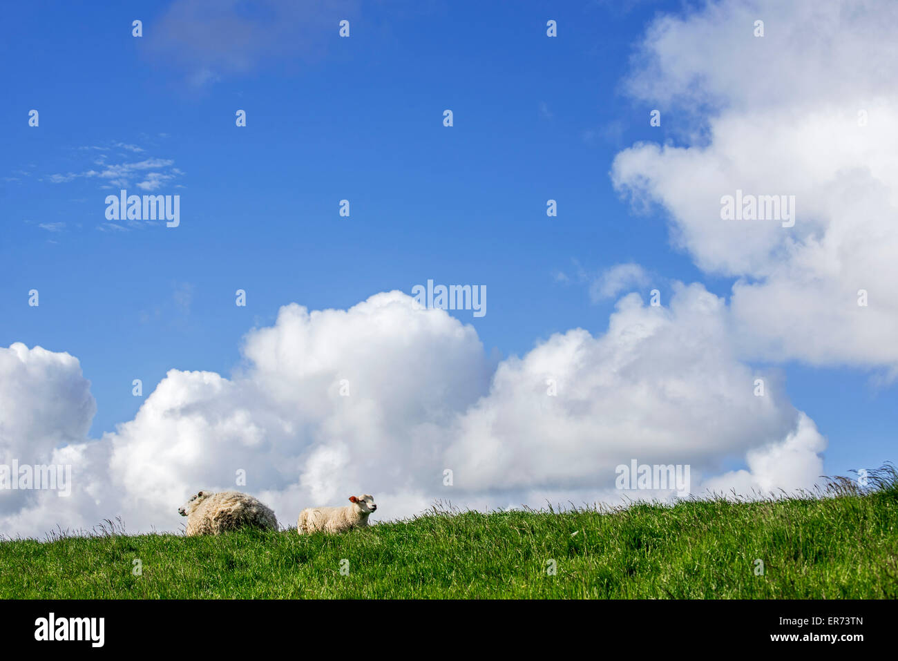 Texel sheep / Texelaar ewe with lamb lying in meadow on the island of Texel, Frisian Islands, North Holland, the Netherlands Stock Photo