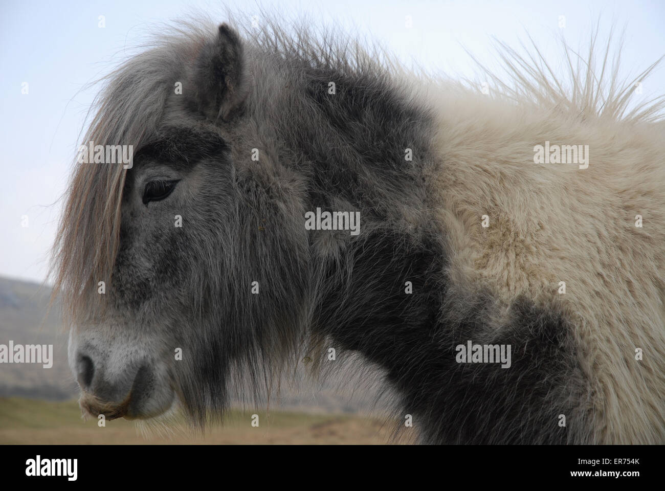 Dartmoor pony, Dartmoor National Park, Devon, England Stock Photo Alamy