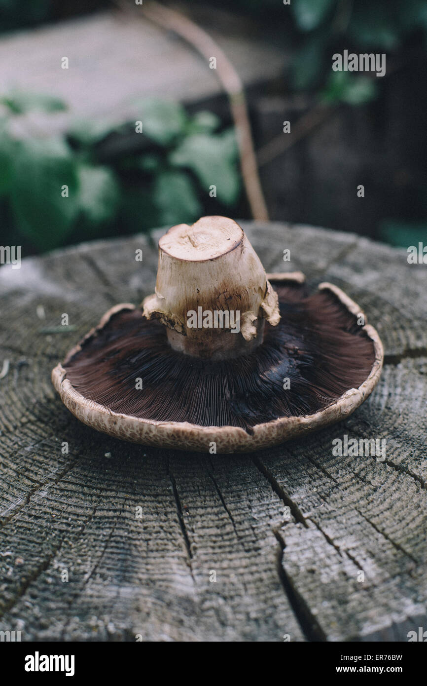 A large portobello mushroom sits on a stump in the garden. Stock Photo