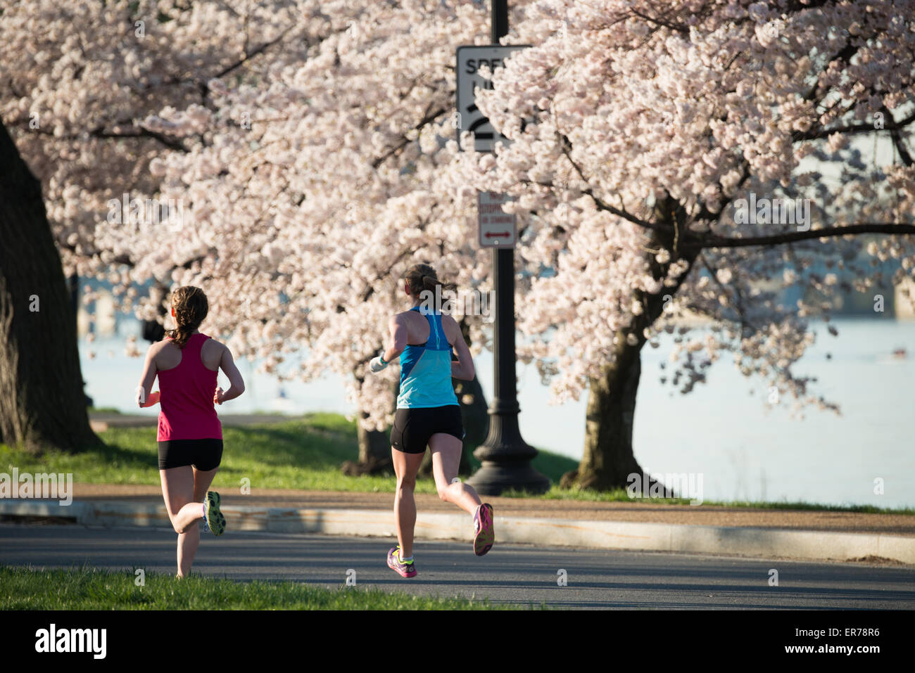 WASHINGTON DC, USA Runners pass by Washington DC's famous cherry