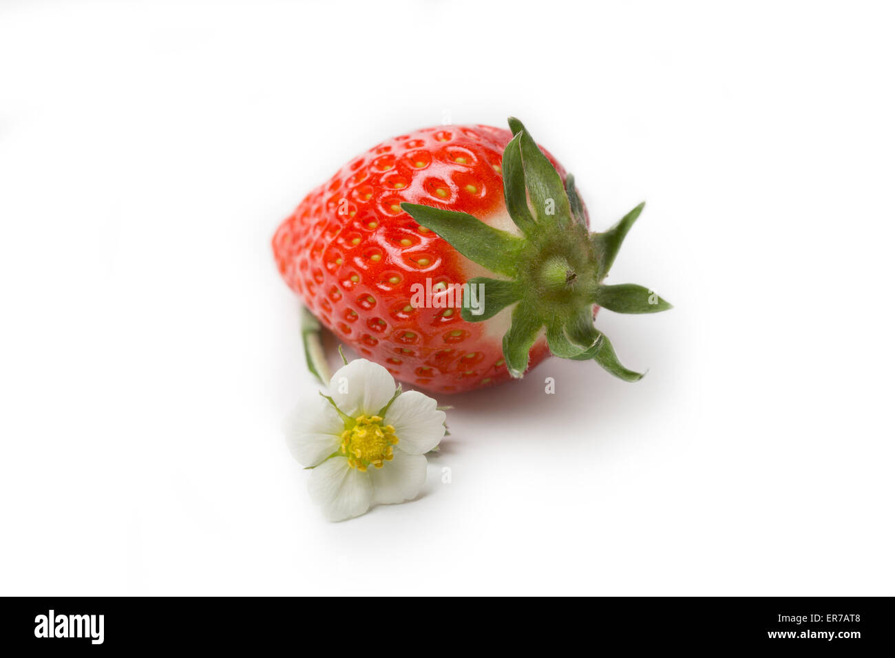Single Strawberry with a strawberry (Fragaria) blossom isolated on white background Stock Photo