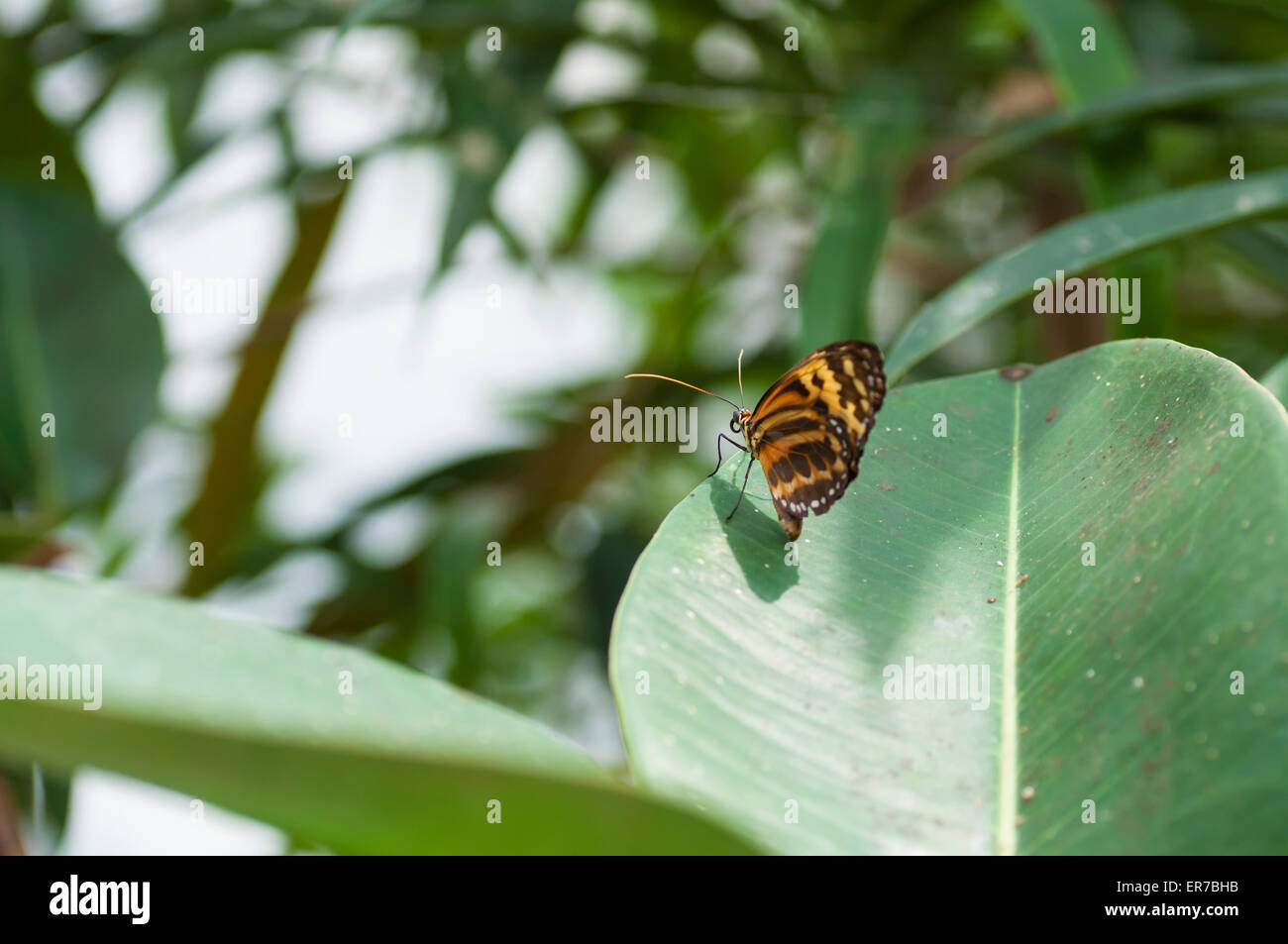 Danaus chrysippus butterfly of African Monarch. Taken on August 30, 2014 at The Bufferfly Arc, Montegrotto Terme, Padova, Italy. Stock Photo