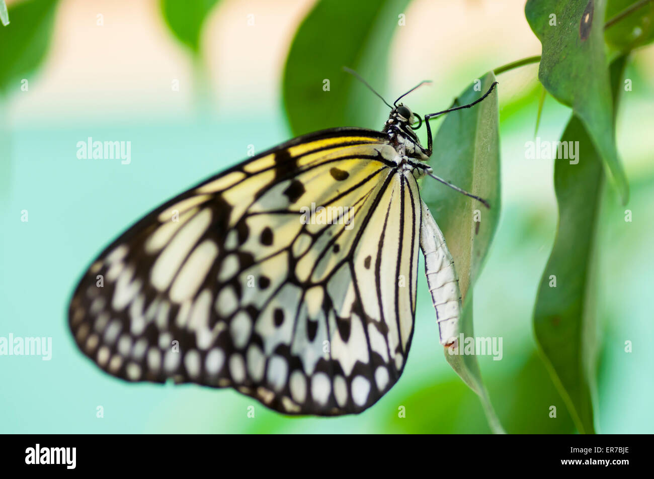 Exotic butterfly hi-res stock photography and images - Alamy