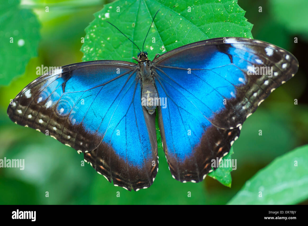 Morpho peleides butterfly, resting on a leaf. Taken on August 30, 2014 at The Bufferfly Arc, Montegrotto Terme, Padova, Italy. Stock Photo