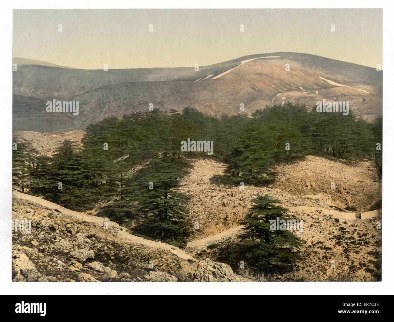 General view of the cedars of Lebanon, Lebanon, Holy Land Stock Photo