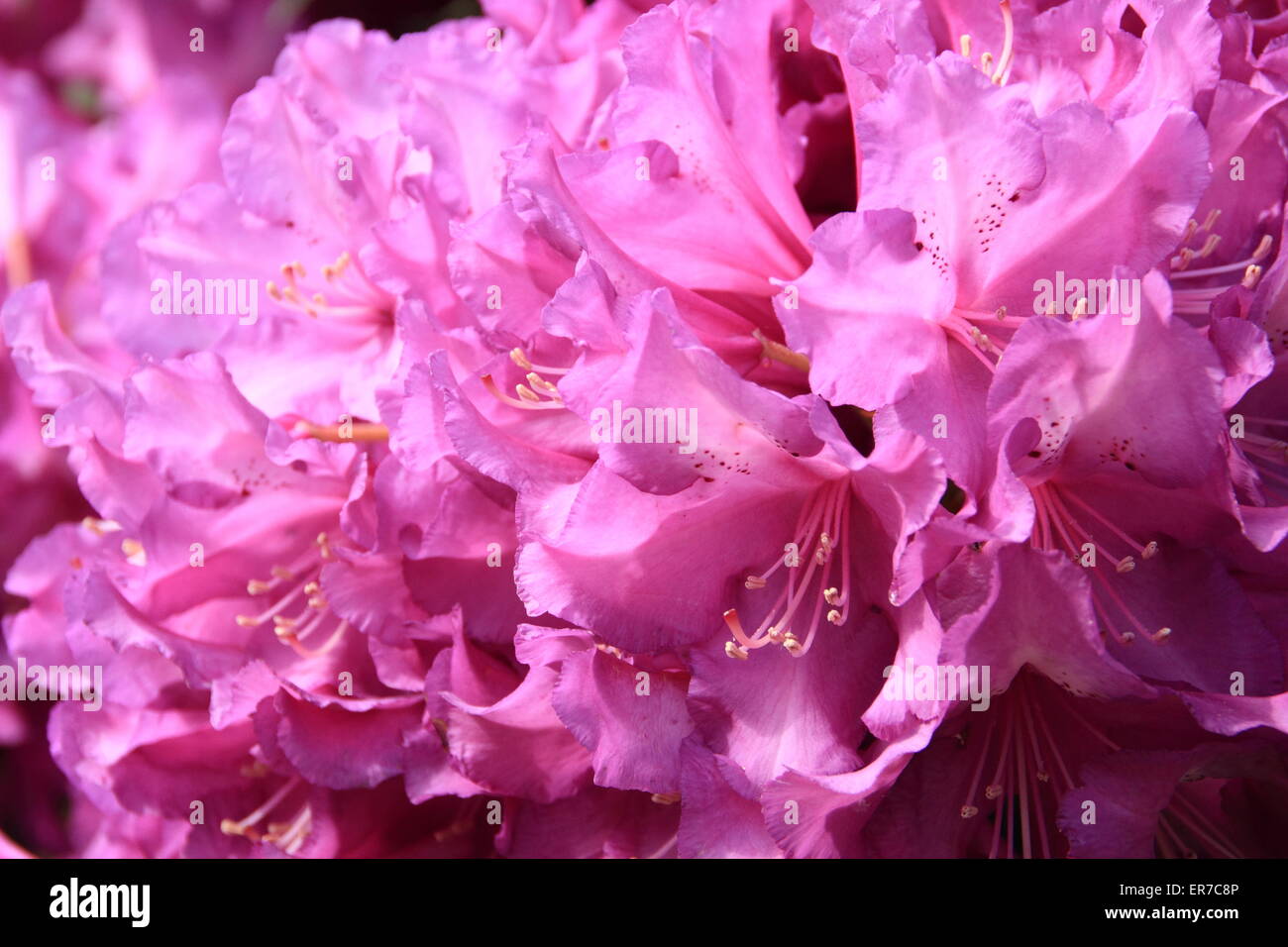 Purple PAssion rhododendron in full flower - UK.  (Parentage: Purple Splendor) Stock Photo