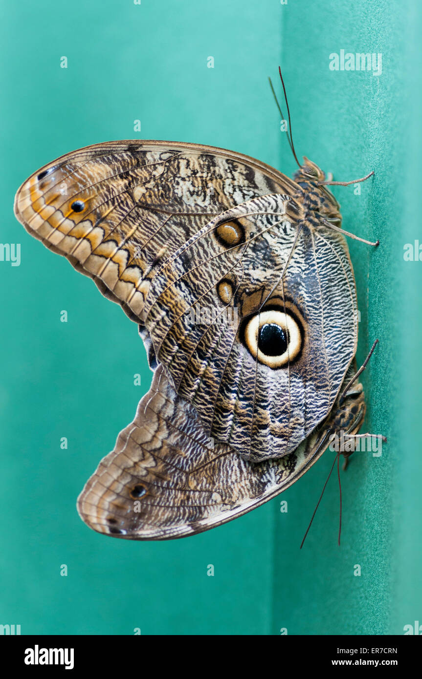 This two butterfly mimic a owl eye. Taken on August 30, 2014 at The Bufferfly Arc, Montegrotto Terme, Padova, Italy. Stock Photo