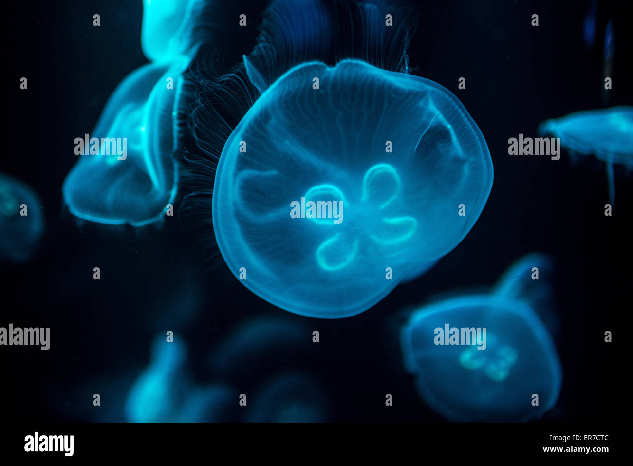 BALTIMORE, Maryland Jellyfish in a jellies exhibit at the National Aquarium at Inner Harbor in