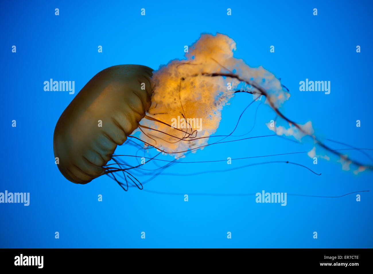 BALTIMORE, Maryland Jellyfish in a jellies exhibit at the National Aquarium at Inner Harbor in