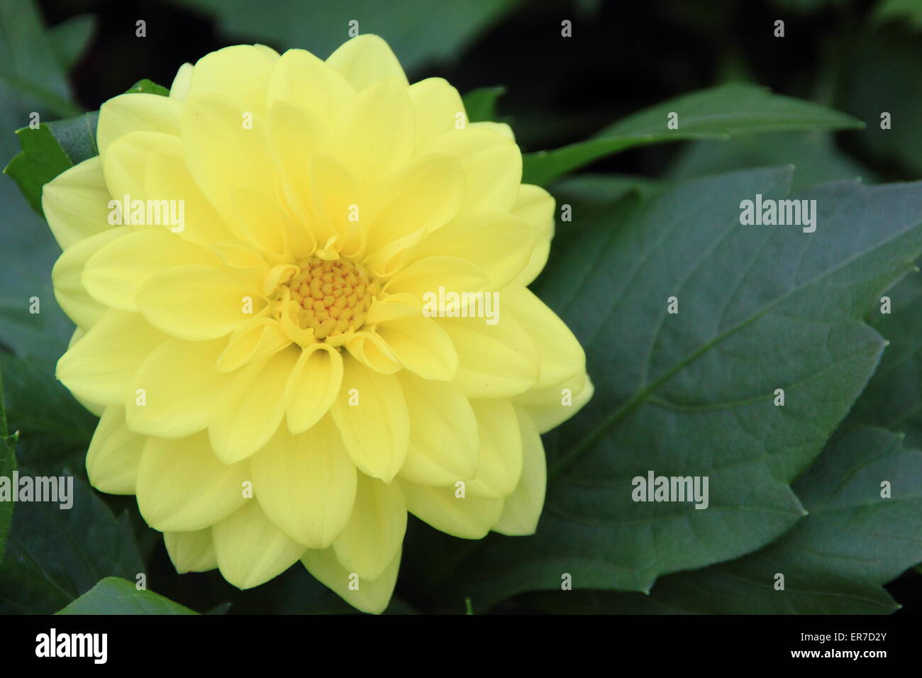 Dahlietta Dahlia Margaret (Dahlia Pinnata) in full bloom, England, UK Stock Photo