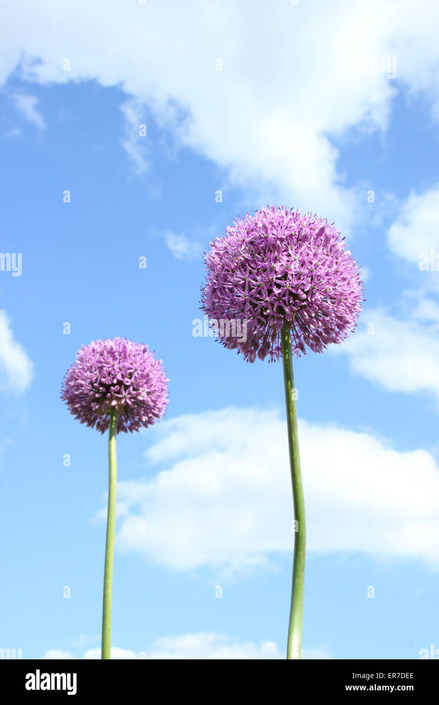 A pair of blossoming Purple alliums (allium hollandicum) Stock Photo